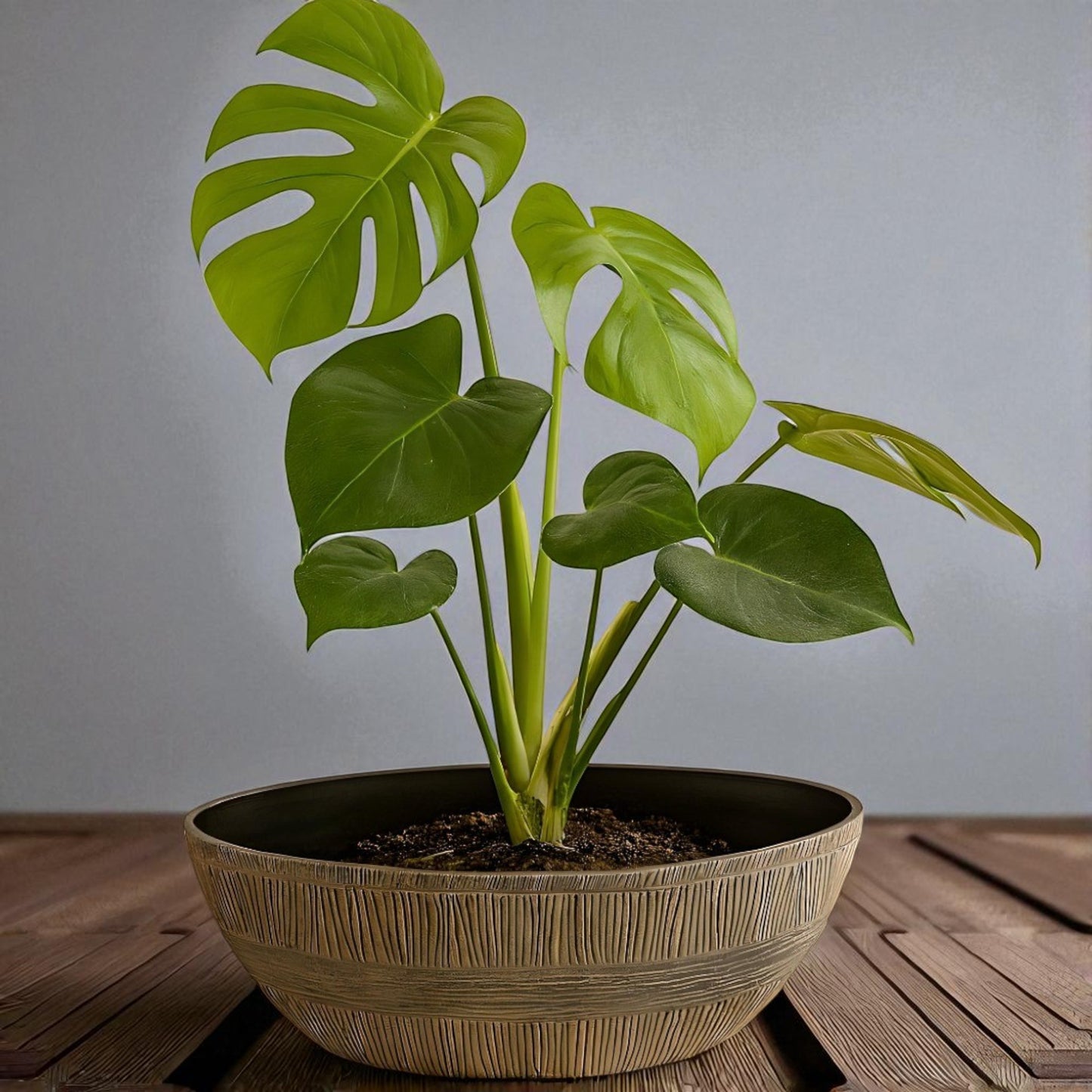 Sand Thatched Oval Bowl Planter 43cm – Bo Oval 17 | Single or Pack of 2