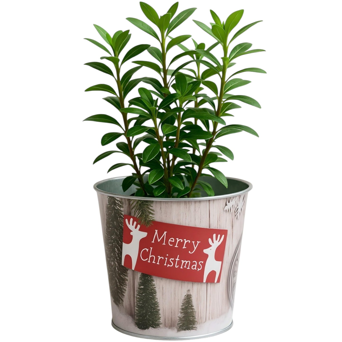 Christmas Tin Pail 15cm – Snow Scene Decorative Buckets (Pack of 2 / Pack of 6)