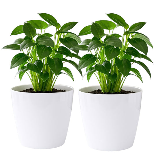 Pack of 2 White 15cm Indoor Plant Pots – Minimalist Round Plastic Planters