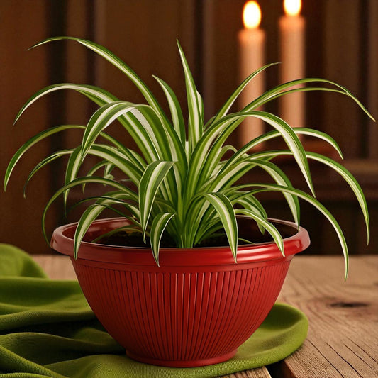Beeline Bowl Planter 30cm – Round Ribbed Garden Pot with Drainage (Single / Pack of 2)