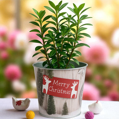 Christmas Tin Pail 15cm – Snow Scene Decorative Buckets (Pack of 2 / Pack of 6)